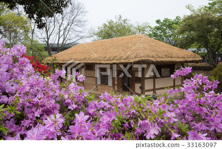 Rare azaleas and herbivores in Gochang-eup 33163097