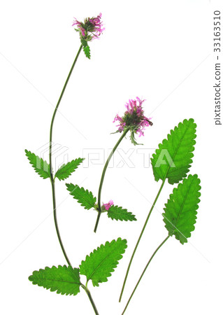 purple betony (Betonica officinalis) purple betony (Betonica officinalis) 33163510