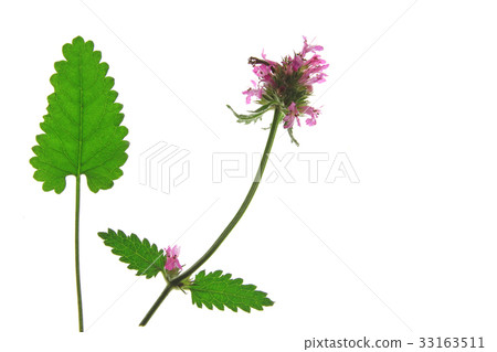 purple betony (Betonica officinalis) purple betony (Betonica officinalis) 33163511