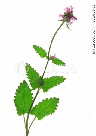 purple betony (Betonica officinalis) 33163513
