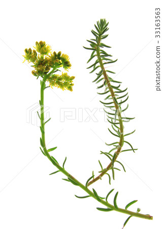 prick-madam or reflexed stonecrop (Sedum rupestre) prick-madam or reflexed stonecrop (Sedum rupestre) 33163563