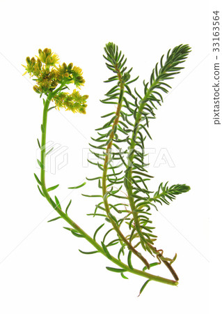 prick-madam or reflexed stonecrop (Sedum rupestre) prick-madam or reflexed stonecrop (Sedum rupestre) 33163564