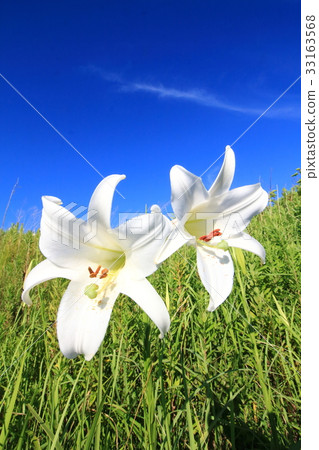 Lily flower 33163568