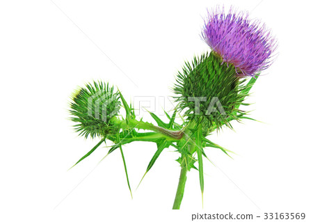 thistle (Cirsium vulgare) 33163569