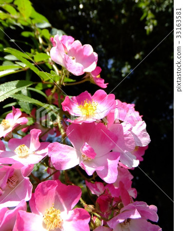 Miniature Miniature 33163581