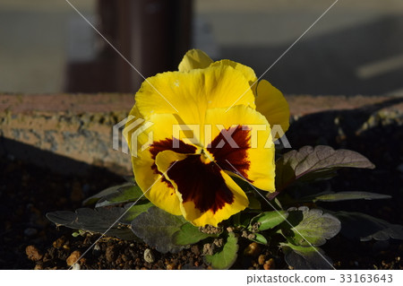 Pansy Pansy 33163643