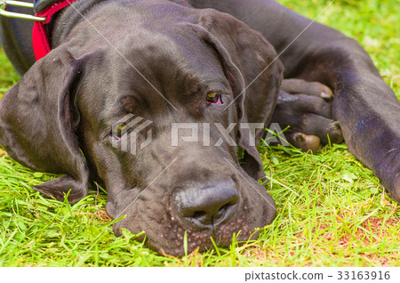 Great Daneclose-up 33163916