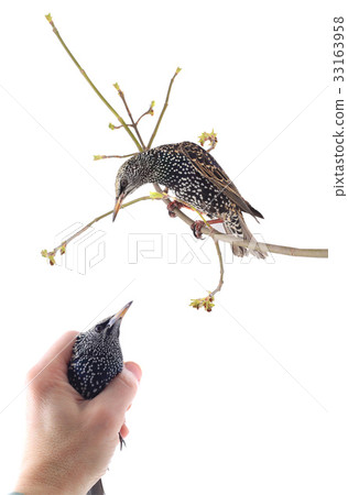 Starling Starling 33163958