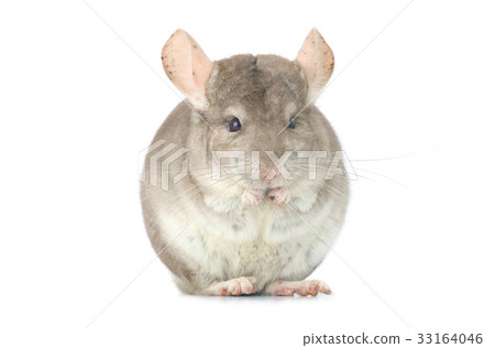 chinchilla 33164046