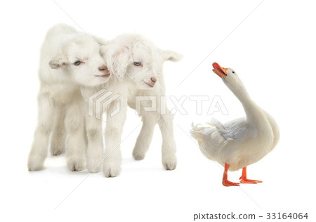 duck and goat duck and goat 33164064