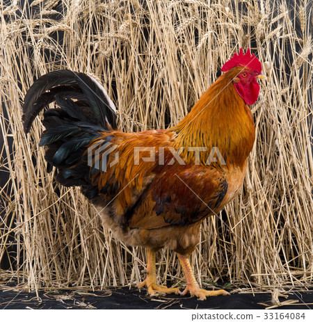 rooster 33164084
