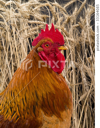 rooster 33164085