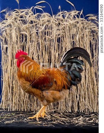 rooster 33164090