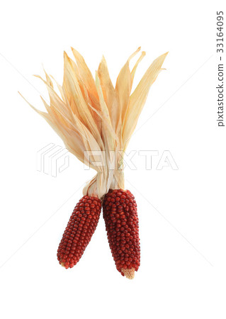 corn for popcorn corn for popcorn 33164095