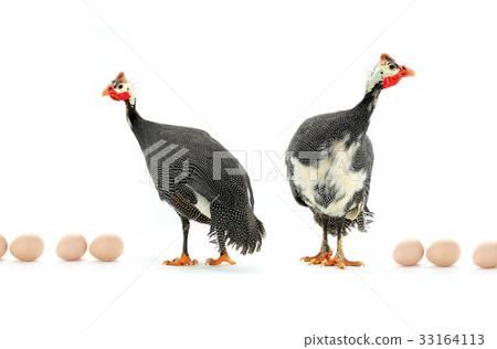 Guinea fowl 33164113