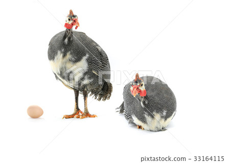 Guinea fowl 33164115