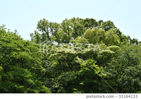 山茱萸樹 山茱萸樹 33164133