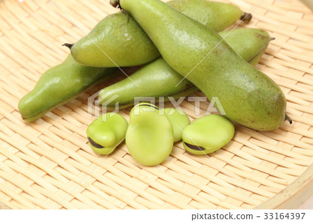 蠶豆 蠶豆 33164397