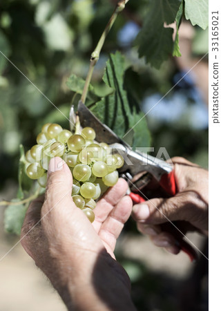 senior man picking a bunch of grapes senior man picking a bunch of grapes 33165021