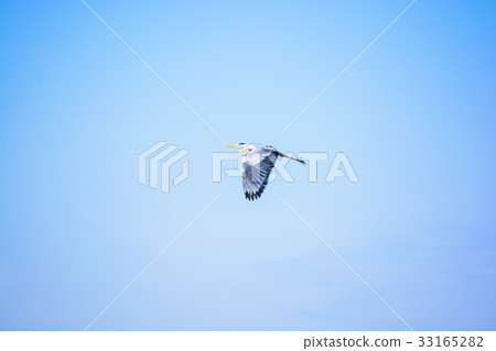 Stork flies in blue sky Stork flies in blue sky 33165282