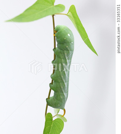 黃色蜥蜴的幼蟲 33165351