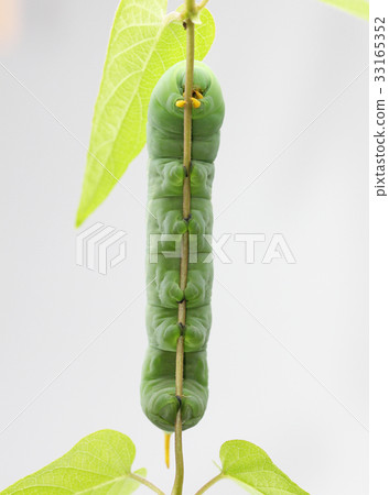 黃色蜥蜴的幼蟲 33165352