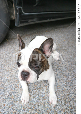 crouch  French bulldog or unaware dog, 33165587