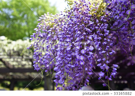 Toba no Fuji noda fuji Toba no Fuji noda fuji 33165882