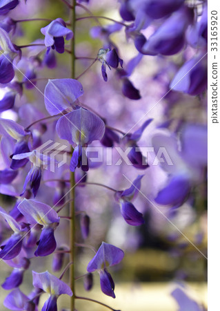 Toba no Fuji noda fuji Toba no Fuji noda fuji 33165920