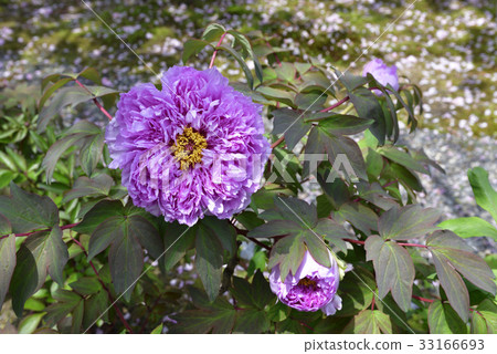 Honmaji Peony Honmaji Peony 33166693