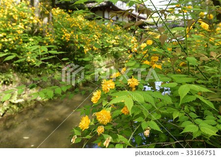 Matsuo Taisha Yamabuki Matsuo Taisha Yamabuki 33166751