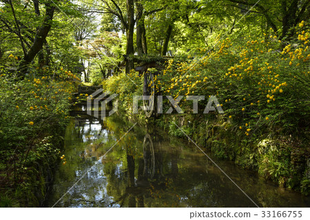 Matsuo Taisha Yamabuki Matsuo Taisha Yamabuki 33166755