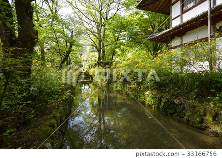 Matsuo Taisha Yamabuki Matsuo Taisha Yamabuki 33166756