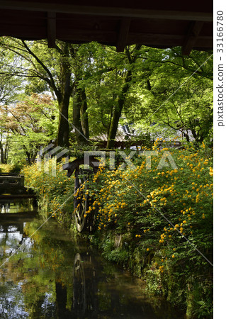 Matsuo Taisha Yamabuki Matsuo Taisha Yamabuki 33166780