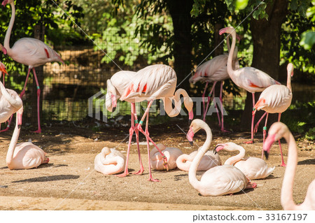Pink flamingos in the park Pink flamingos in the park 33167197