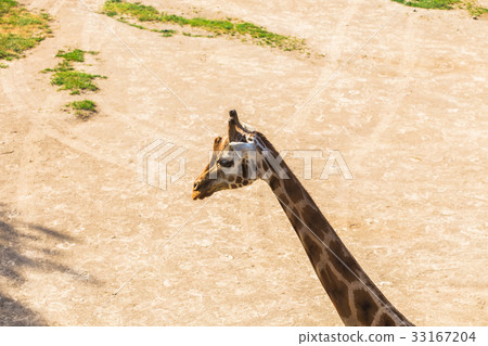 Portrait of giraffe Portrait of giraffe 33167204