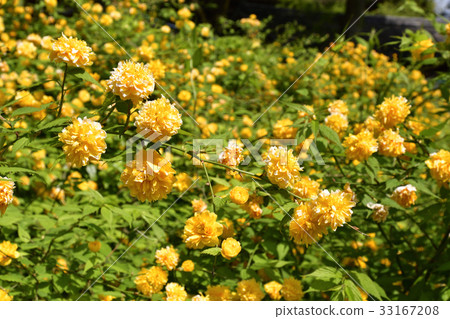 Matsuo Taisha Yamabuki Matsuo Taisha Yamabuki 33167208