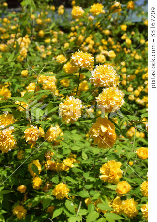Matsuo Taisha Yamabuki Matsuo Taisha Yamabuki 33167209