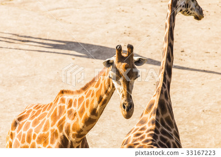 Close up portrait of giraffes Close up portrait of giraffes 33167223