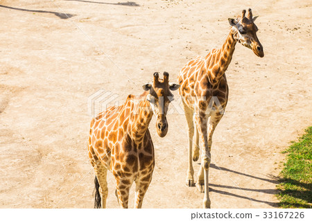 Close up portrait of giraffes. Wild animal concept Close up portrait of giraffes. Wild animal concept 33167226