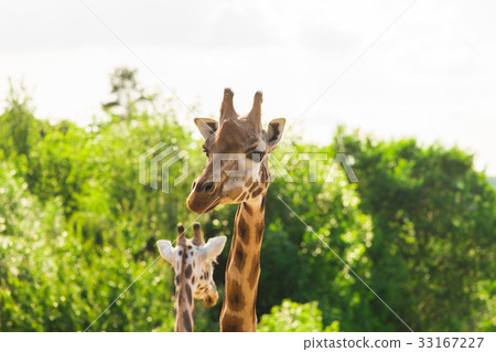 Close up portrait of giraffe 33167227