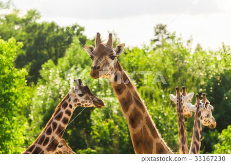 Close up portrait of giraffes Close up portrait of giraffes 33167230