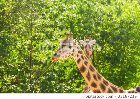 Close up portrait of giraffe Close up portrait of giraffe 33167239