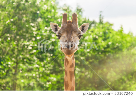 Close up portrait of giraffe Close up portrait of giraffe 33167240