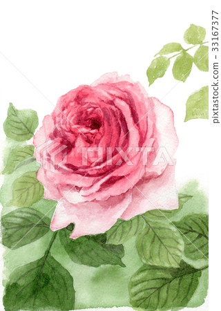 桃紅色杯子開花的玫瑰 33167377