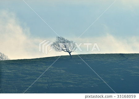 Migahara plateau trees 33168059