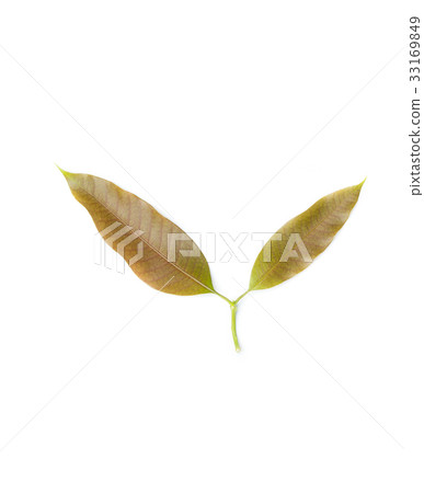 Mango leaf on white background Mango leaf on white background 33169849