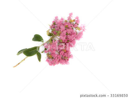 Pink crape myrtle Lagerstroemia speciosa flower Pink crape myrtle Lagerstroemia speciosa flower 33169850