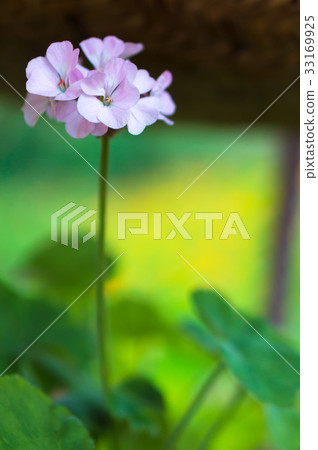 越南鮮花 越南鮮花 33169925