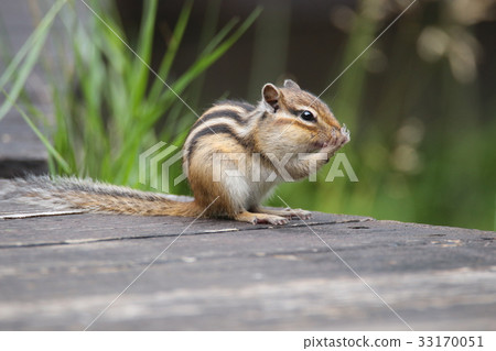 Hard chipmunk Hard chipmunk 33170051
